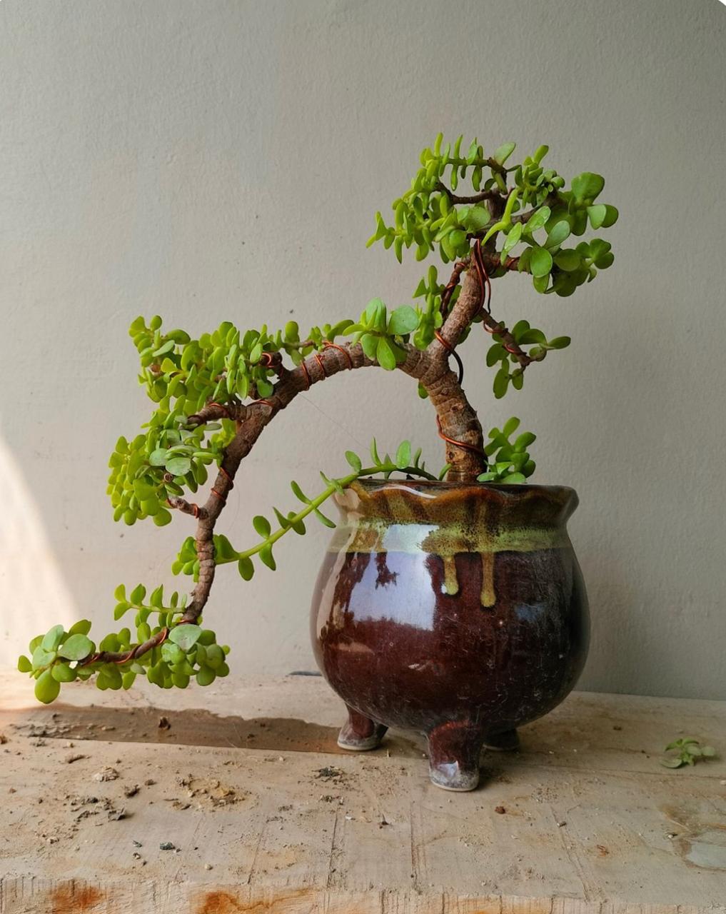 Bonsai - Jade Plant