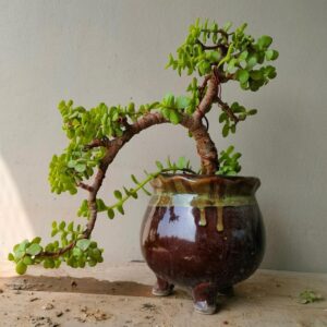 Bonsai - Jade Plant